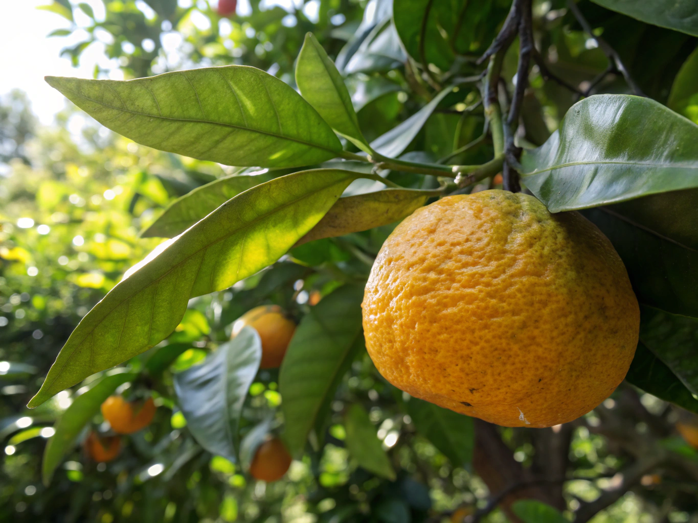 Macro view of textured mandarin orange peel showing oil glands